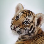 3184-cute-tiger-cub