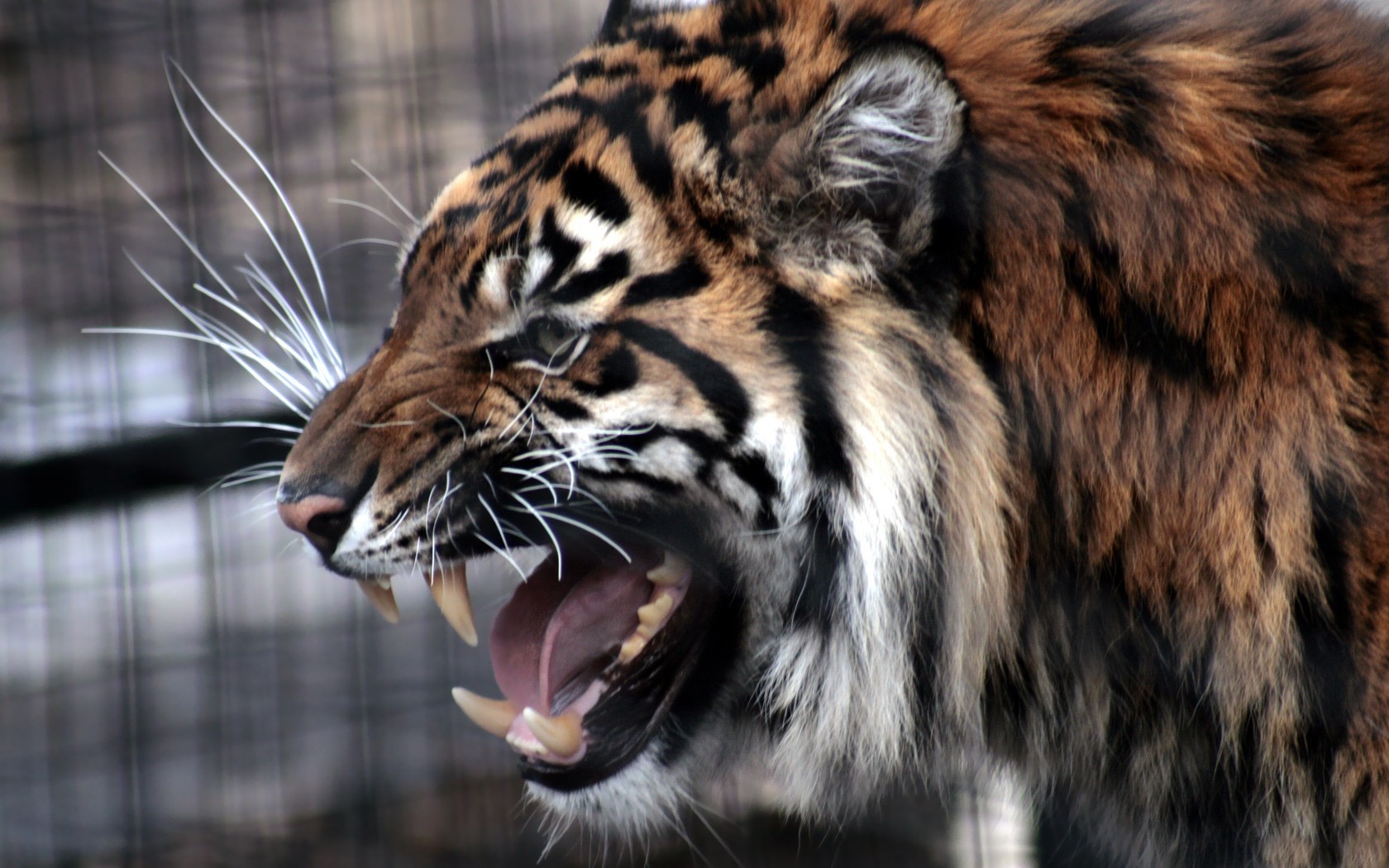 tiger-roar-teeth-animal-884-1680x1050