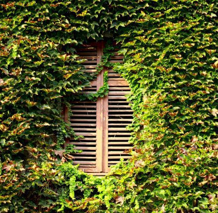 how-green-windows-can-keep-you-out-of-trouble