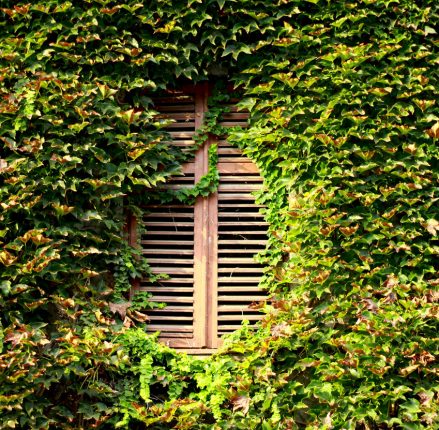 how-green-windows-can-keep-you-out-of-trouble