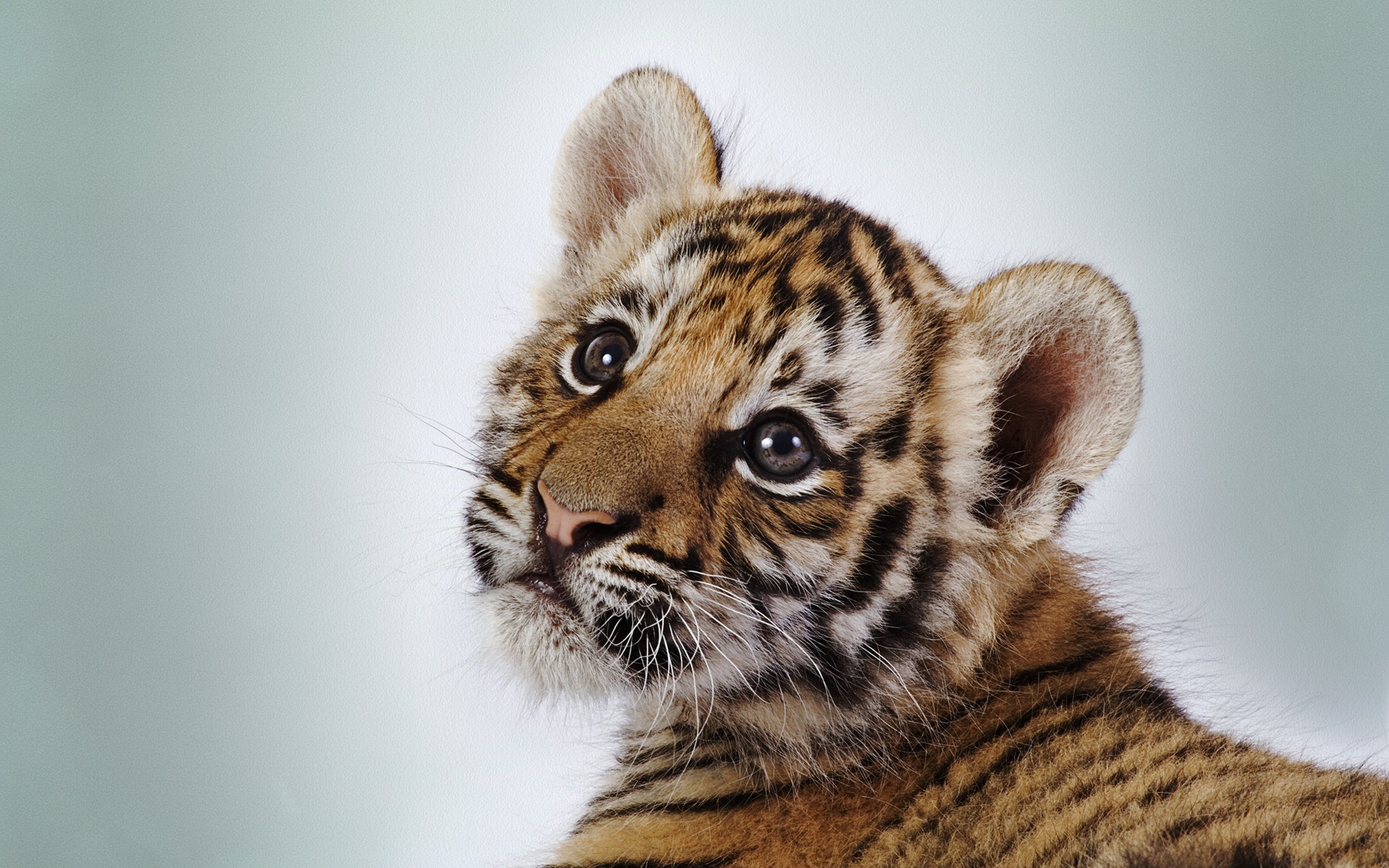 3184-cute-tiger-cub