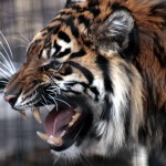 tiger-roar-teeth-animal-884-1680x1050